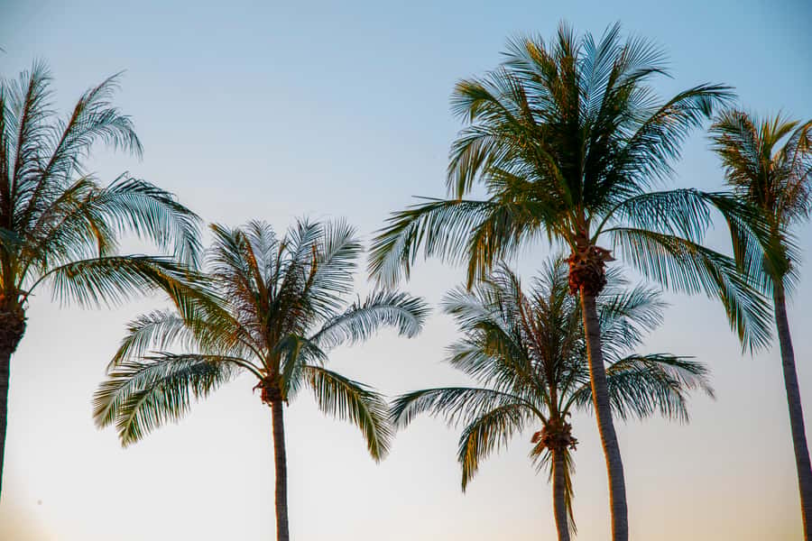 Discover the City of Darwin: Half-Day City Coach Tour - Stokes Hill Wharf area and city sights: what you gain between stops
