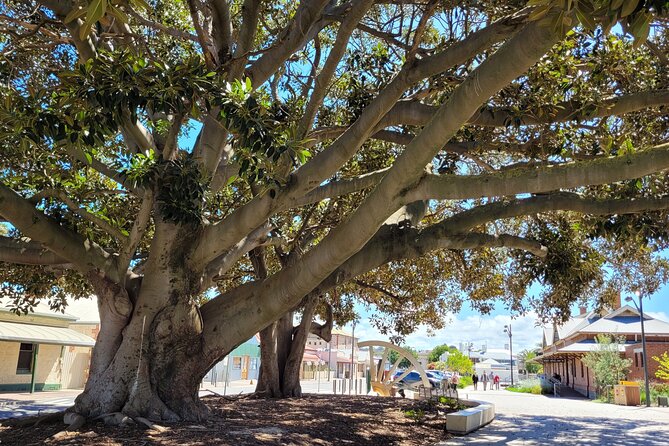 Discover Victor Harbor Walking Tour - Price and value: $25.10 for a guided story route