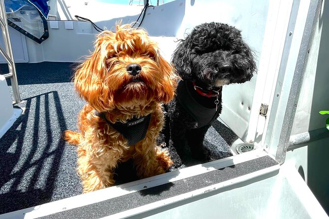 Dogs on Deck Harbour Cruise - Key things to know before you go