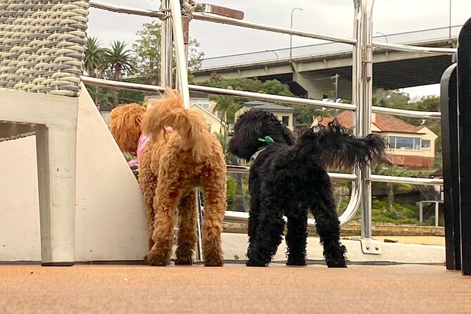 Dogs on Deck Harbour Cruise - Dogs on Deck rules: how to avoid problems and keep it fun