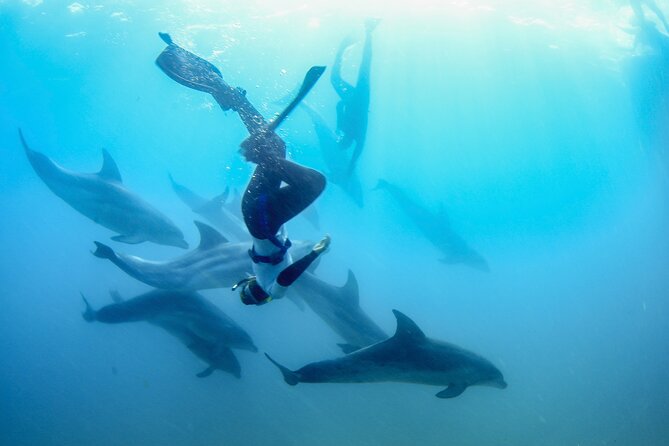 Dolphin and Seal snorkel adventure from Sorrento - Key things to know before you go