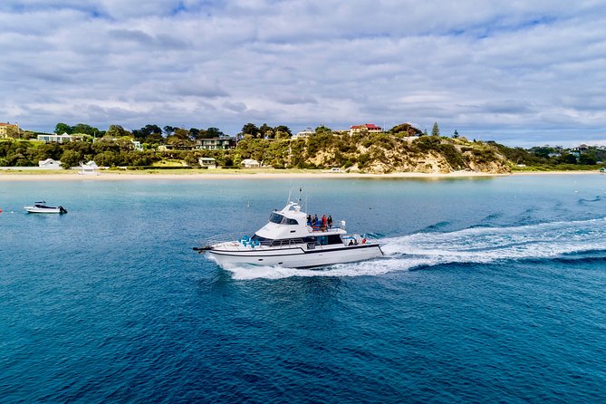 Dolphin and Seal snorkel adventure from Sorrento - If you miss dolphins: your return option (and how it’s worded)