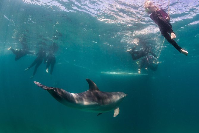 Dolphin and Seal snorkel adventure from Sorrento - Onboard lunch or morning tea: the real value of the meal
