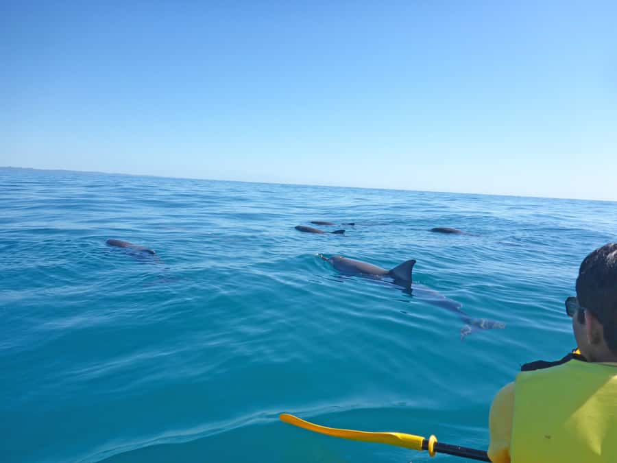 Dolphin Kayak Tour & Beach 4X4 National Park Tour (Private) - Surf Lessons on Australia’s Longest Wave