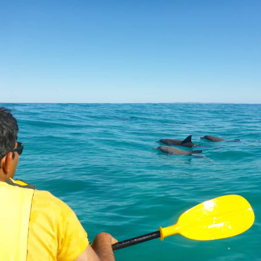 Dolphin Kayak Tour & Beach 4X4 National Park Tour (Private) - Honeymoon Bay: Your Chosen Activity in Turquoise Water