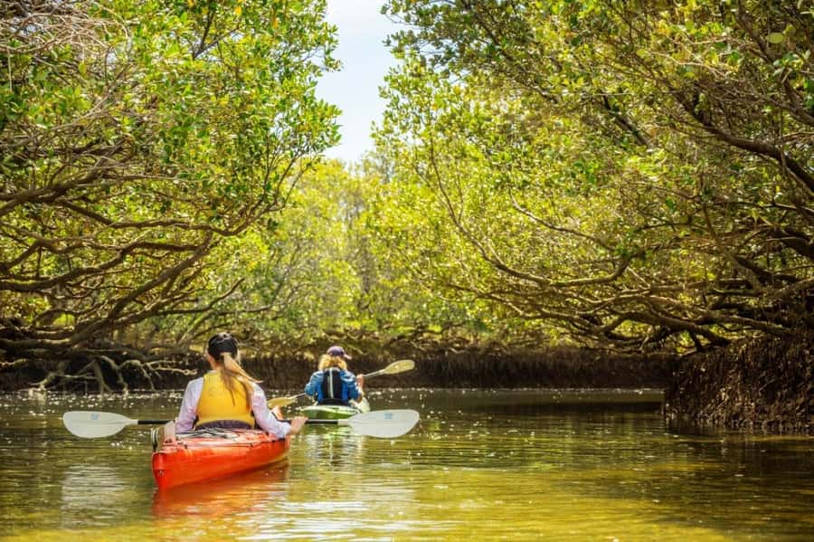 Dolphin Sanctuary and Ships Graveyard Kayak Tour - Key things to know before you go