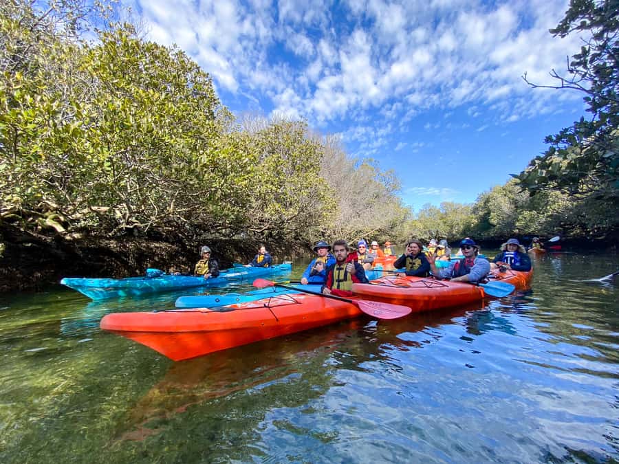 Dolphin Sanctuary and Ships Graveyard Kayak Tour - Who this kayak tour fits best (and who should pass)