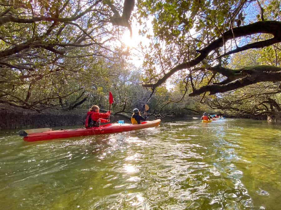 Dolphin Sanctuary and Ships Graveyard Kayak Tour - The route on water: mangroves first, then the Ships Graveyard area