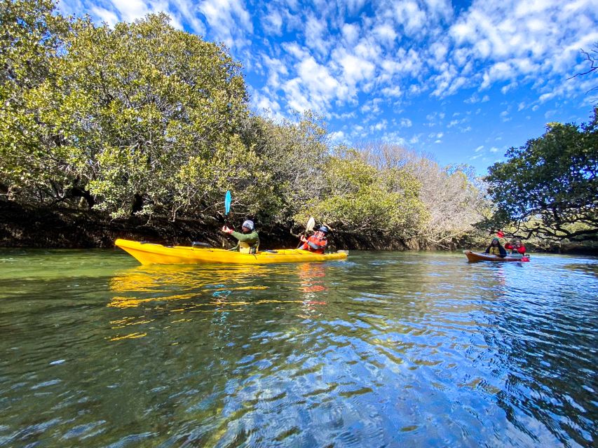 Dolphin Sanctuary and Ships Graveyard Kayak Tour - Dolphin Sanctuary moments: when to expect magic (and when to keep calm)