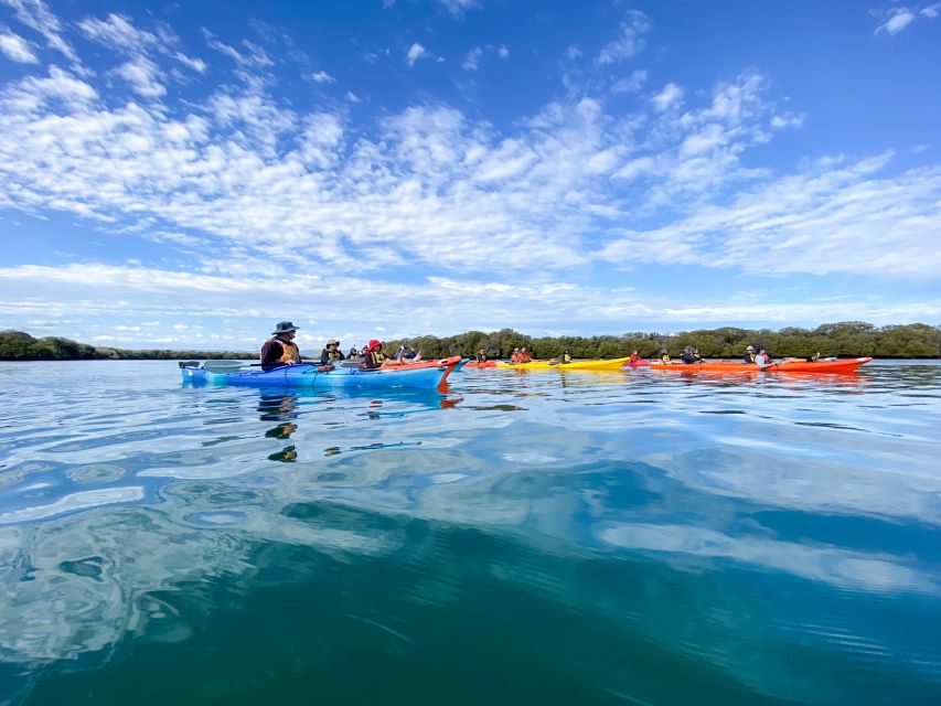 Dolphin Sanctuary and Ships Graveyard Kayak Tour - Price and value: is $55 for 3 hours worth it?