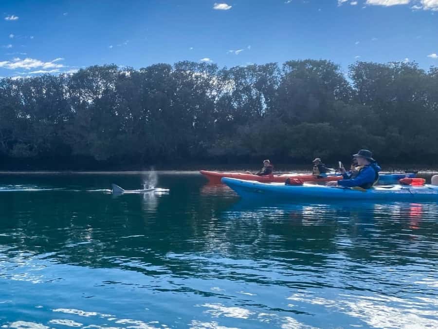 Dolphin Sanctuary and Ships Graveyard Kayak Tour - Meeting point and getting there: the part you can’t ignore
