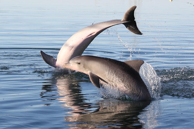 Dolphin Sanctuary Kayak Tour Adelaide - Dolphins in the wild: what to expect, what you can’t control, and how to maximize odds