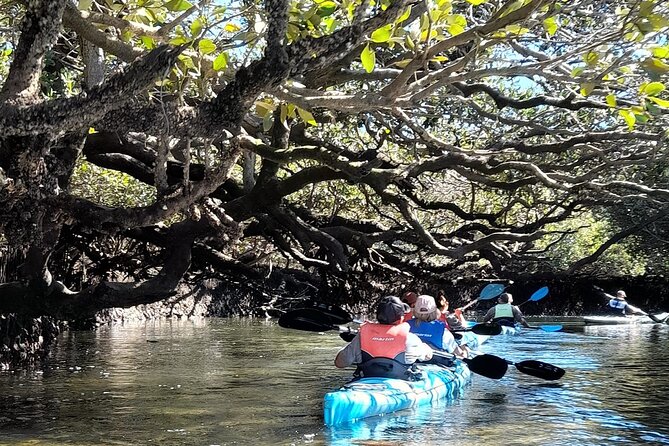 Dolphin Sanctuary Kayak Tour Adelaide - Guides and safety: what the best paddles have in common