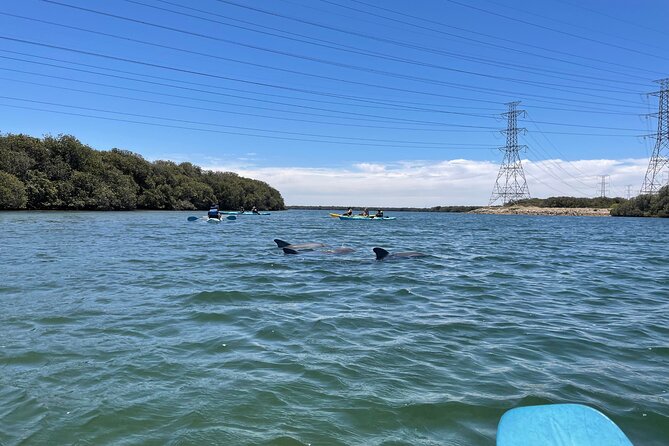 Dolphin Sanctuary Kayak Tour Adelaide - Practical tips to make your day smoother on the water