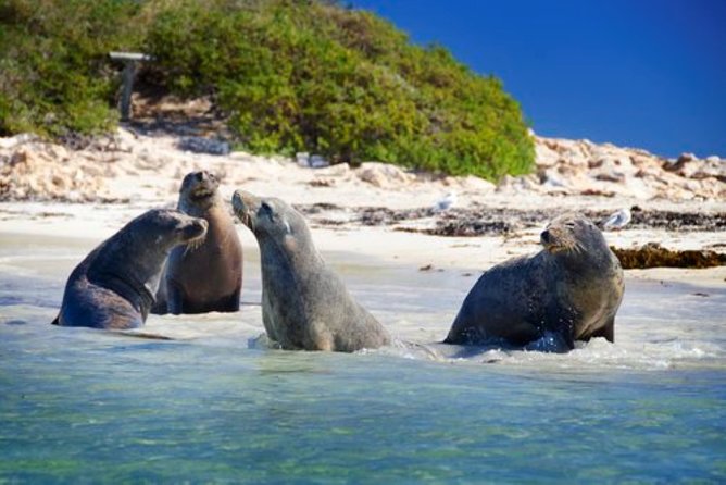 Dolphin, Sea Lion and Penguin Island Cruise - Getting to Shoalwater WA: where the cruise actually starts