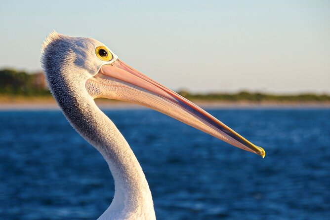 Dolphin, Sea Lion and Penguin Island Cruise - How the crew makes wildlife spotting easier