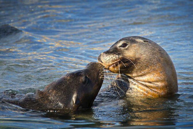 Dolphin, Sea Lion and Penguin Island Cruise - Timing and weather: the cruise is short, so conditions matter