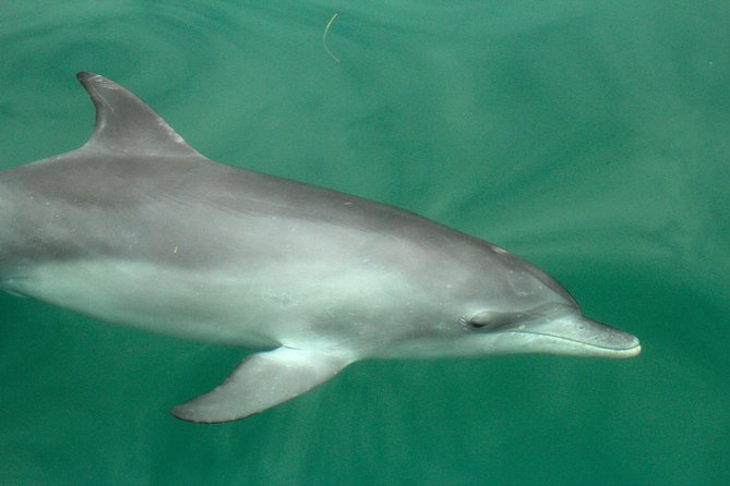 Dolphin Watch + Sailing - Port Stephens - How the crew approach makes the dolphin spotting click