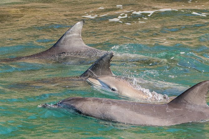 Dolphin Watch + Sailing - Port Stephens - Where to start: Nelson Bay meeting point and on-the-day ease