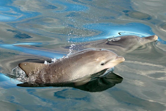 Dolphin Watch + Sailing - Port Stephens - What happens during the 1 hour 30 minutes at sea