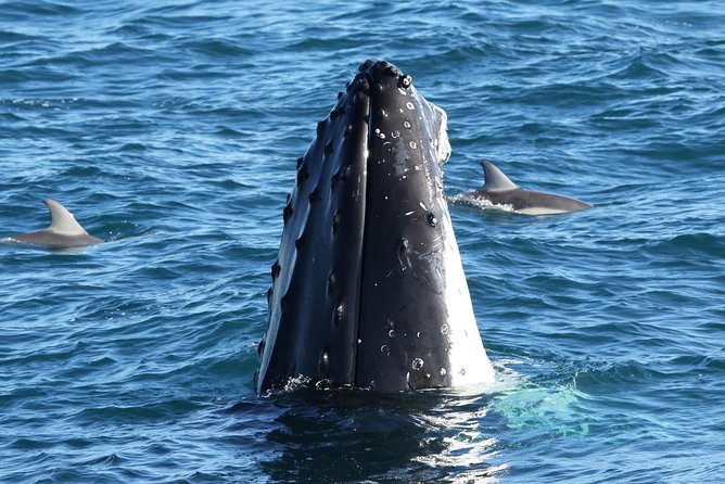 Dolphin & Whale Cruise - Key things I’d focus on before you go