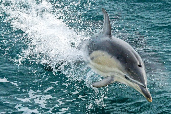 Dolphin & Whale Cruise - Why this dolphin and whale cruise feels different on Phillip Island