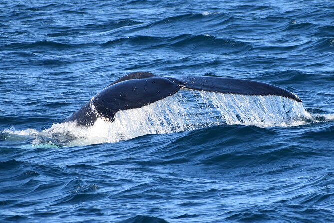 Dolphin & Whale Cruise - Timing matters: a 1:00 pm departure and a 3-hour wildlife window