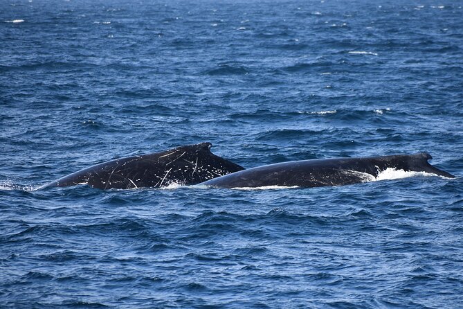 Dolphin & Whale Cruise - Price and value: what $96.83 gives you for a 3-hour cruise