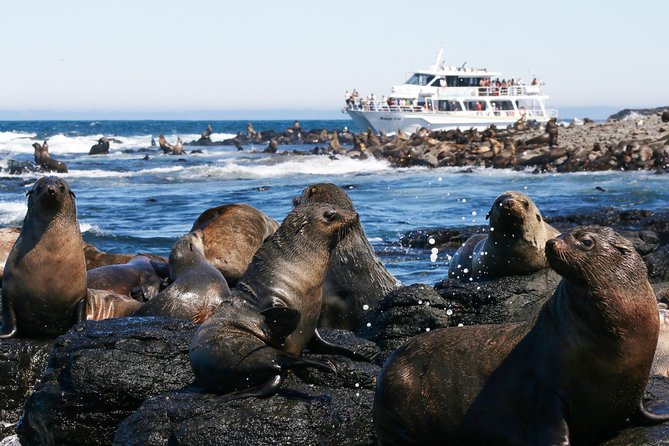 Dolphin & Whale Cruise - Who should book this cruise (and who should think twice)