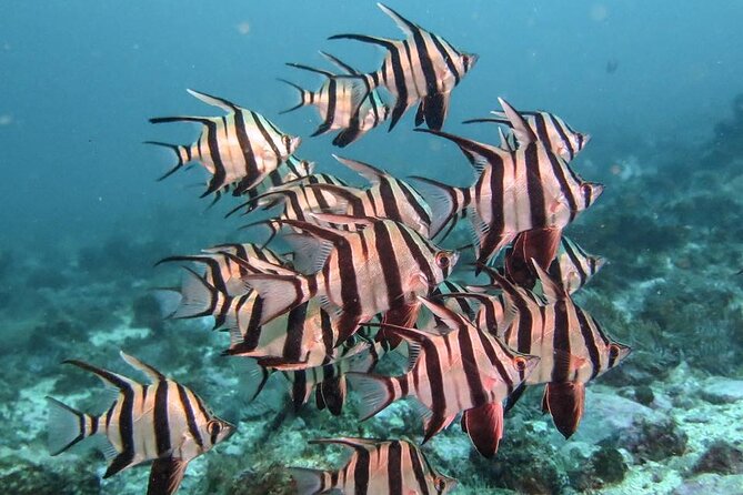 Double Dive to South Solitary Island Coffs Harbour - Marine life you can realistically hope to see