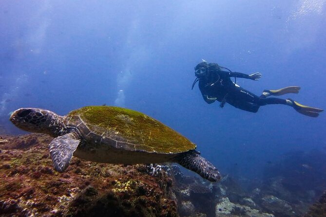 Double Dive to South Solitary Island Coffs Harbour - Choosing the right experience level and day conditions