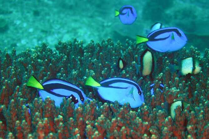 Double Dive to South Solitary Island Coffs Harbour - Crew and boat: what the guides are known for