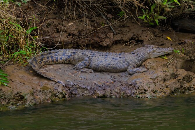 Double Pack-Ancient Rainforest and Waterfalls! - Wildlife River Cruise and the Little Stops That Make the Day