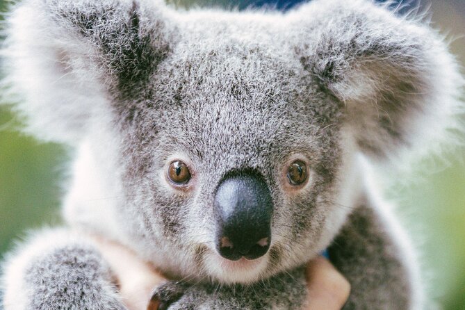 Dreamworld Gold Coast 1-Day Pass – Thrills & Wildlife Encounters - Food, Photos, and the Extra Costs That Sneak Up