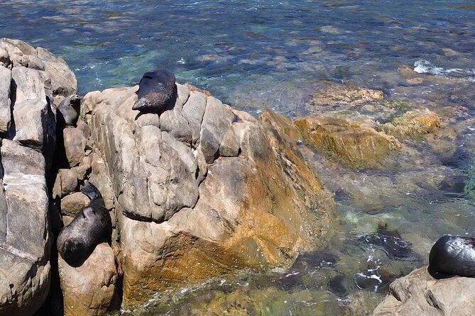 Dunsborough Eco and Snorkel Boat Tour - Price and what $106.87 buys you (and what it doesn’t)
