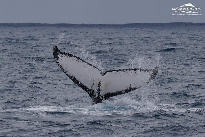 Dunsborough Eco and Snorkel Boat Tour - Weather, minimum numbers, and why planning matters