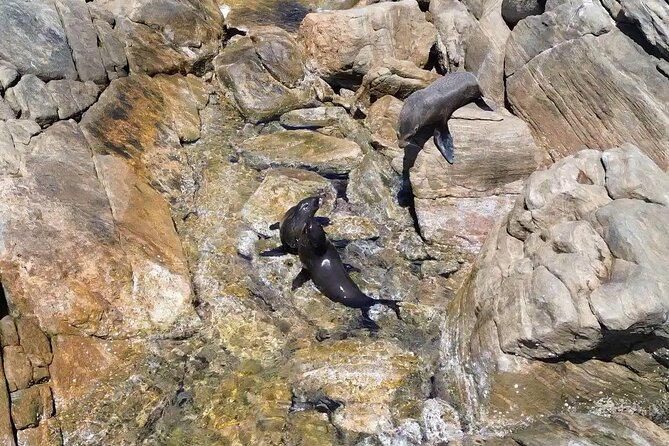 Dunsborough Eco and Snorkel Boat Tour - Cape Naturaliste wildlife hour: seals, seabirds, and seasonal whales