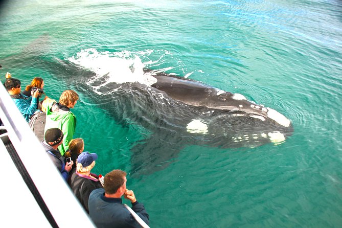 Dunsborough Whale Watching Eco Tour - Why Dunsborough whale watching feels worth the $75.31