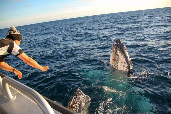 Dunsborough Whale Watching Eco Tour - Watching from the cabin, deck, and flybridge (and why it helps photos)