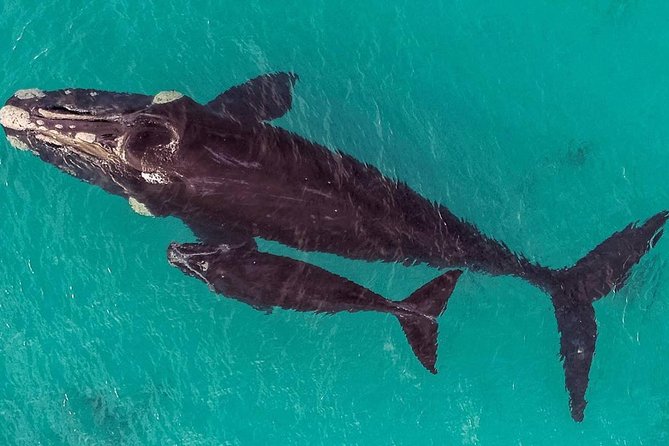 Dunsborough Whale Watching Eco Tour - The marine science commentary that actually improves spotting