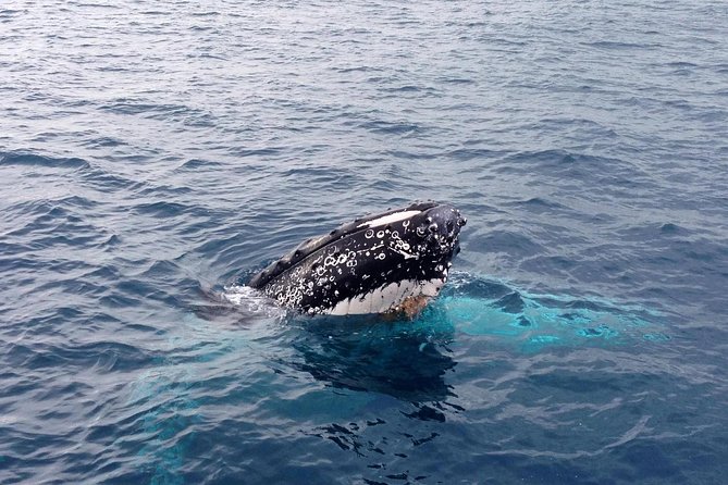 Dunsborough Whale Watching Eco Tour - Which whales you can realistically expect near Dunsborough