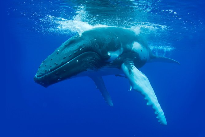 Dunsborough Whale Watching Eco Tour - Morning or afternoon tours: pick the vibe, not just the time