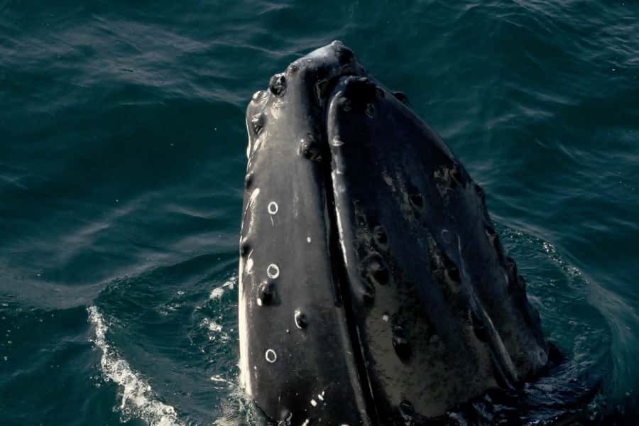 Dunsborough: Whale Watching Tour - Key highlights to know before you go