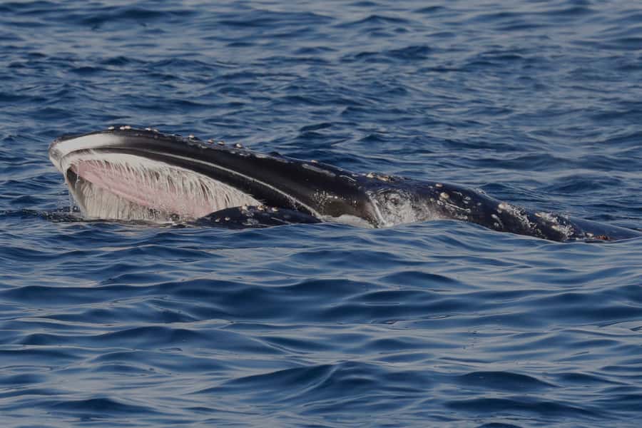 Dunsborough: Whale Watching Tour - Live marine biologist talks: what you learn changes how you watch