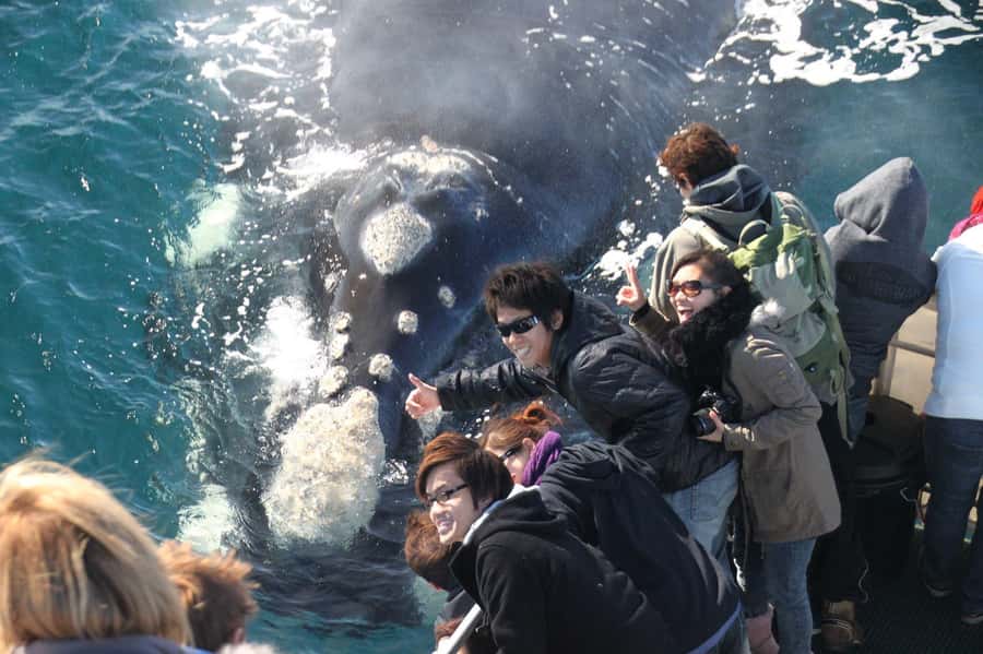 Dunsborough: Whale Watching Tour - Geographe Bay whale watching: what humpbacks and southern right are like here