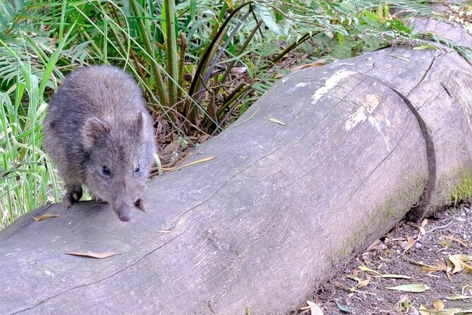 Dusk Discovery Tour - What you might see: potoroos, bandicoots, pademelons and more