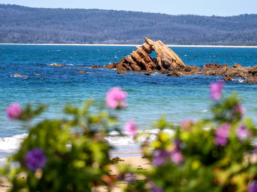 Eden: 2-Hour Highlights Tour, Nature, Beaches and Lookouts - Small-Group Energy (and Why It Matters)