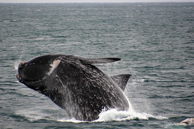 Educational Whale Watching Tour from Perth - Captain’s lounge upgrade: better views and added comfort