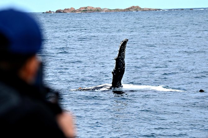 Educational Whale Watching Tour from Perth - Price and value: is $68.14 worth it?