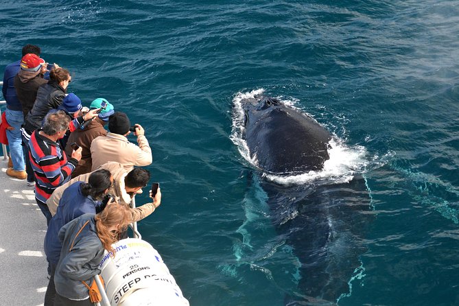 Educational Whale Watching Tour from Perth - The whale-watching idea: observe, learn, and stay respectful